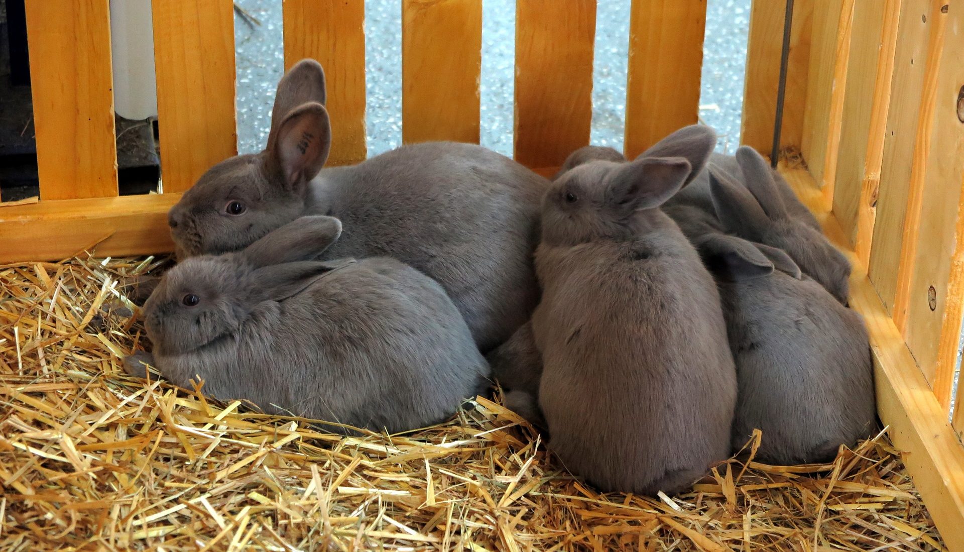 Les lapins domestiques - Clinique vétérinaire Mulhouse