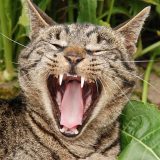 dents de chat