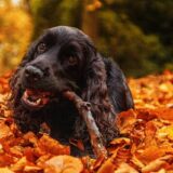 Chien en automne