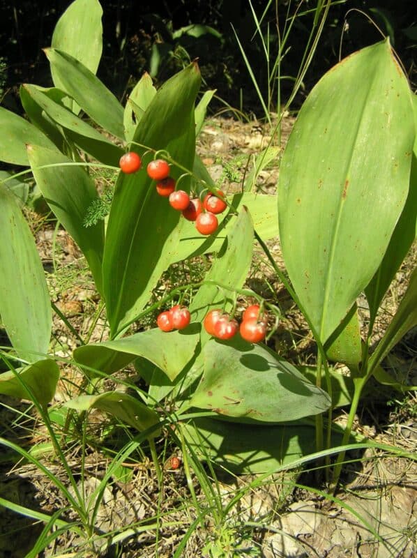 Fruits du muguet