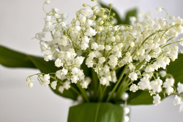 Bouquet de muguet